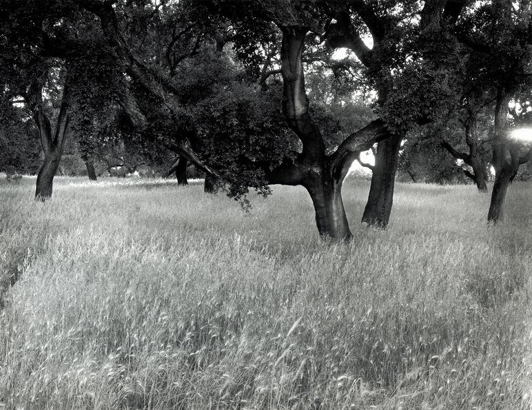 René Friede – Photographie